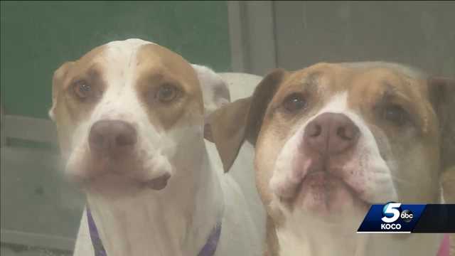 OKC official discusses features of upcoming animal shelter - Vimarsana News