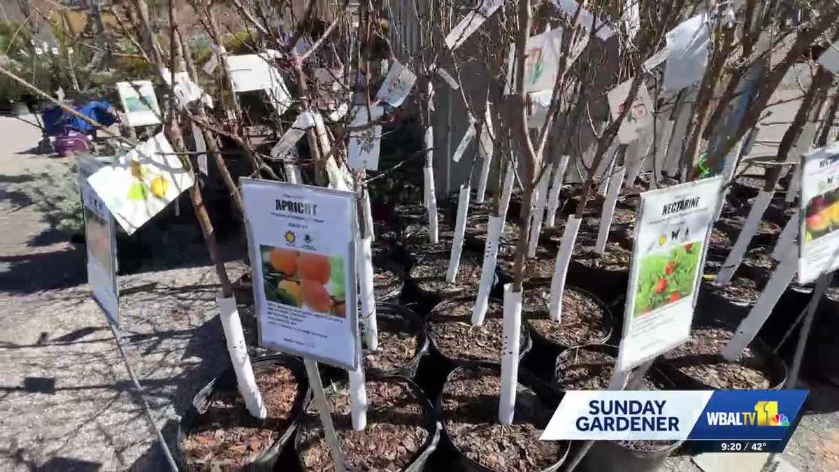 Advice on planting fruit trees in the Maryland climate from Valley View Farms