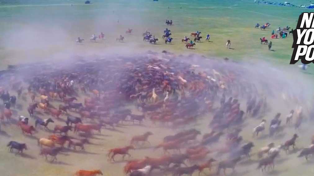 Hundreds of horses gallop together in spectacular spiral