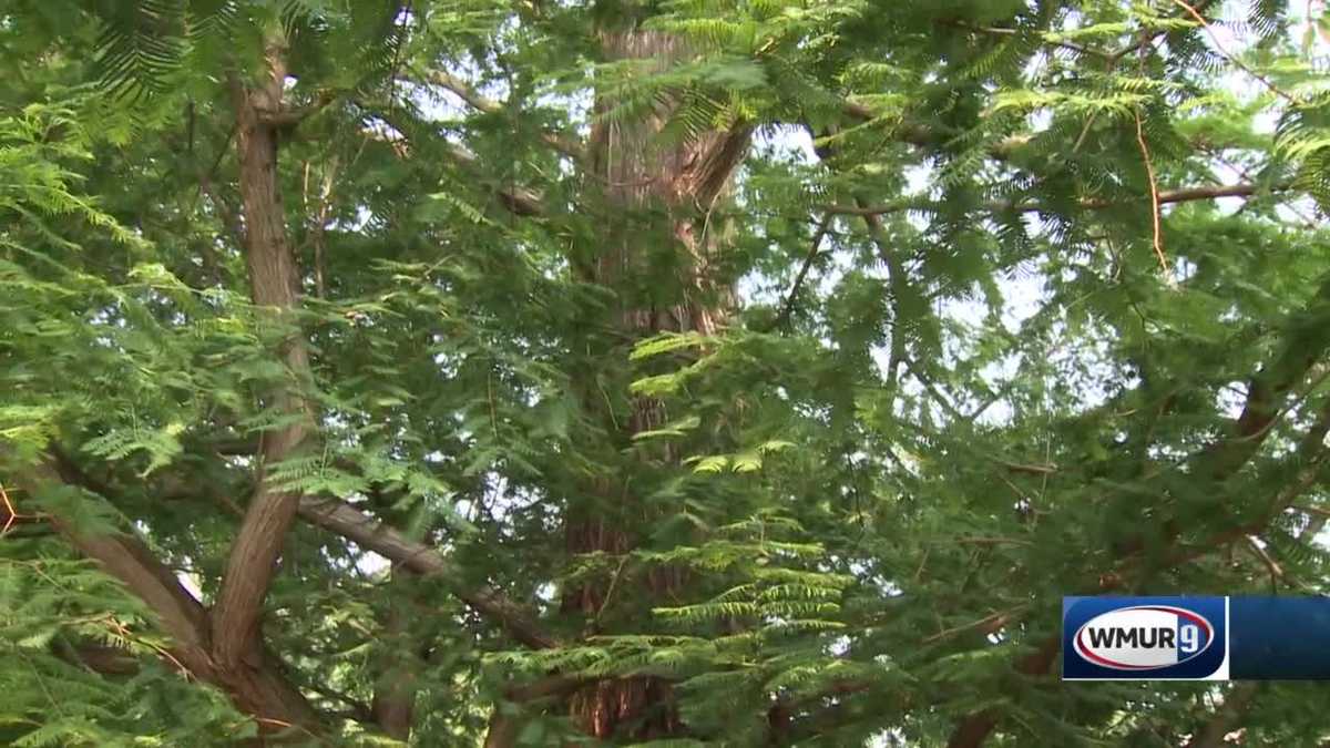 Grow It Green How trees fight climate change