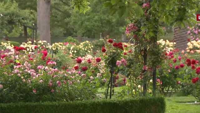 Did California shelter-in-place order create worse allergy season for 2021 in Sacramento? - Vimarsana News