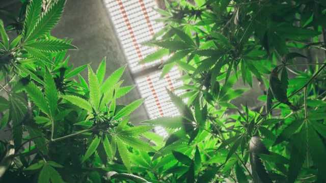 Wisconsin Republican lawmakers work to legalize medical marijuana - Vimarsana News