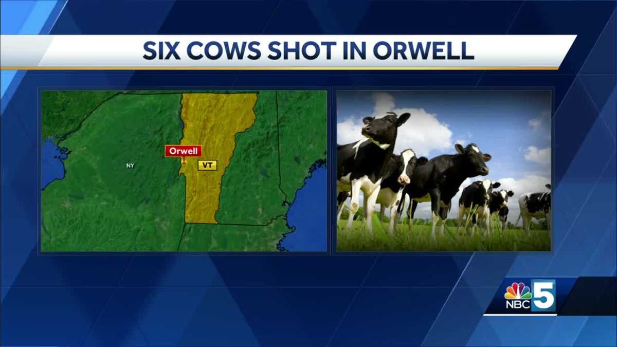 Vermont State Police say six cows were shot in Orwell