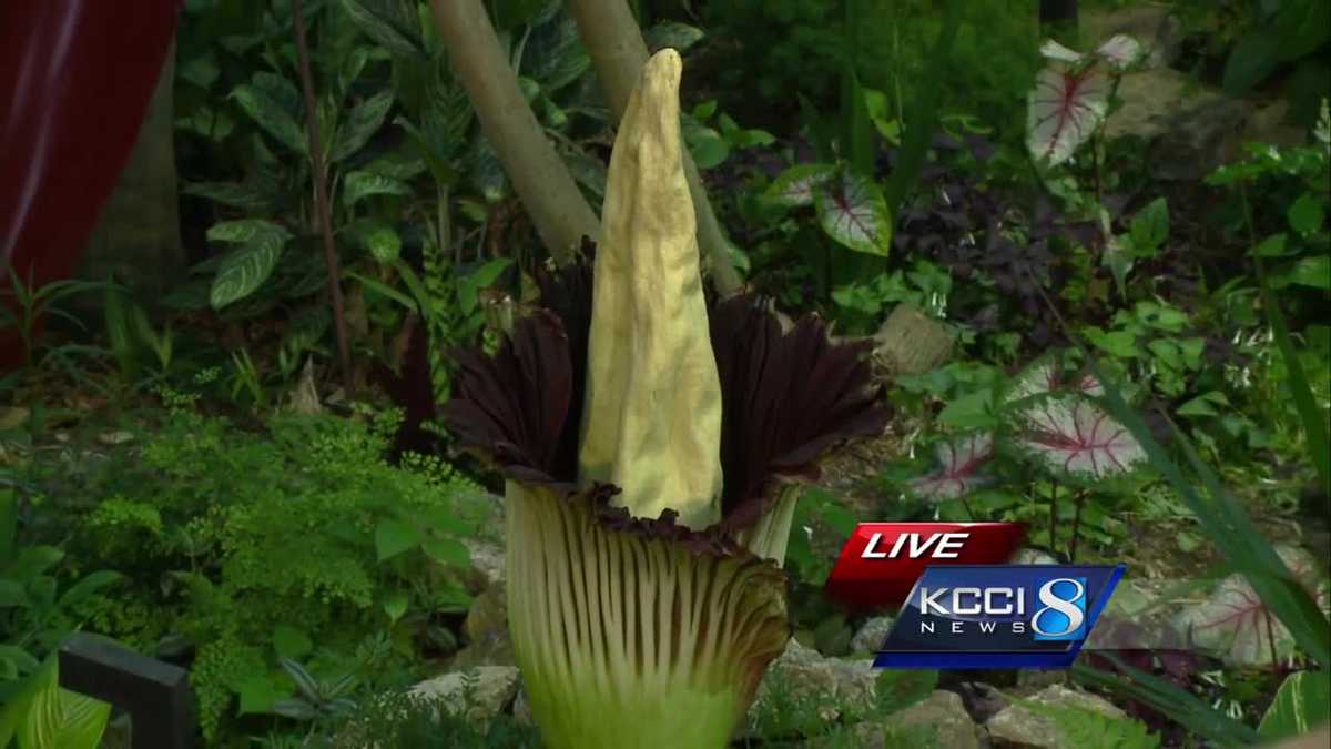Finally! Rare corpse flower is in bloom