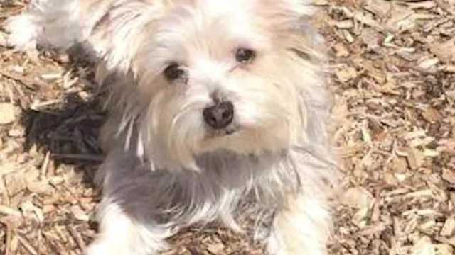 Missing emotional support dog mystery - Vimarsana News