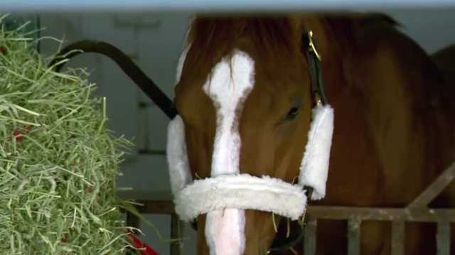 Mage arrives for Preakness weeks after winning Kentucky Derby - Vimarsana News
