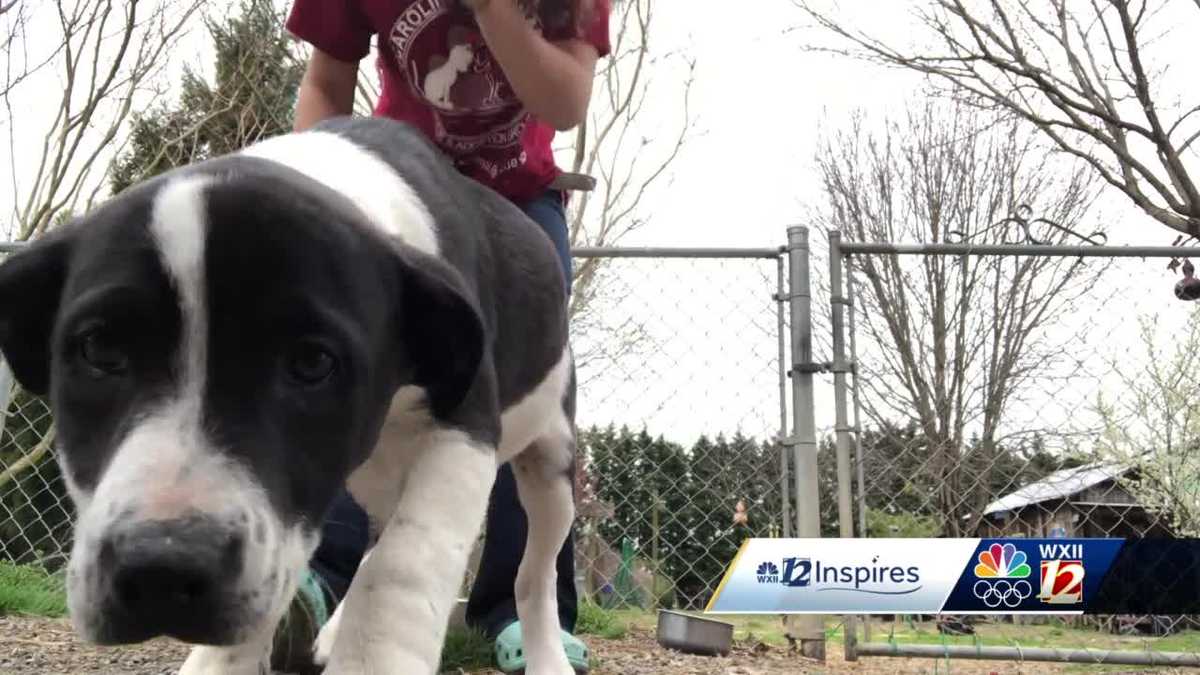 Carolina Veterinary Assistance helps homeless pets while also battling food insecurity in the Piedmont Triad