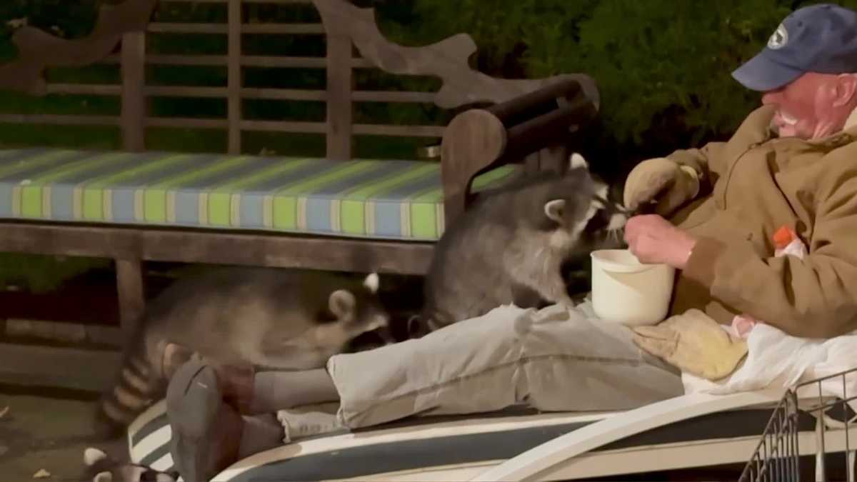 VIDEO: 82-year-old man forms special bond with raccoon family - WJCL