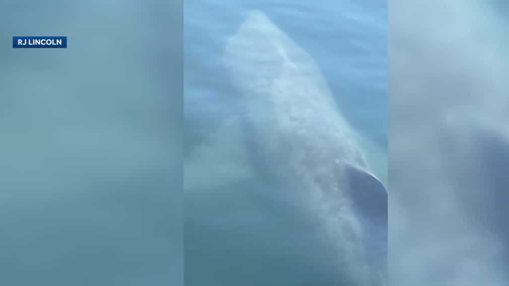 Party crashers: Massive basking sharks appear alongside New Hampshire bachelorette cruise