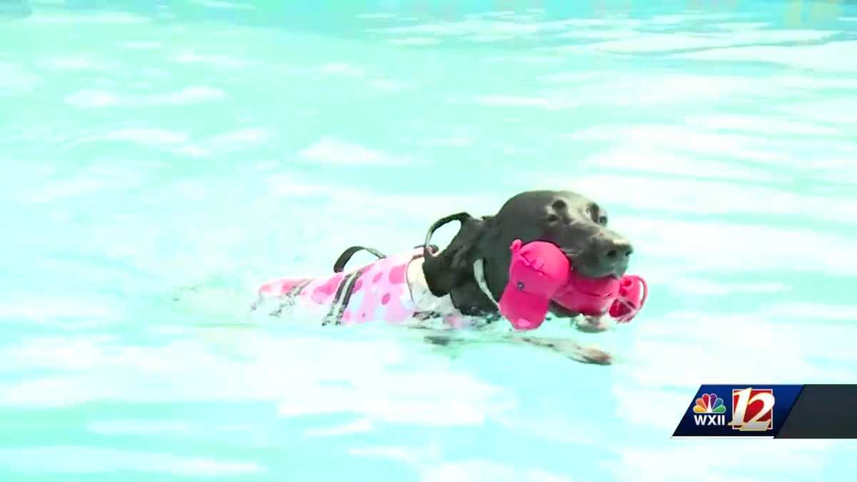 Dogs dock diving competition