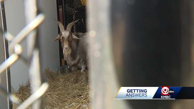 Goat rescued from bridge in Kansas City to reunite with his owner - Vimarsana News