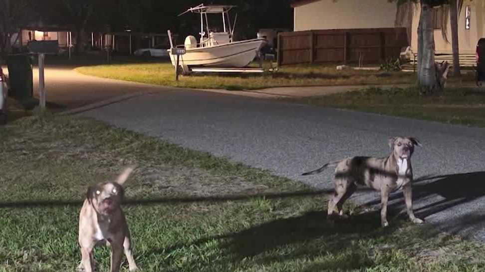 Neighbors complain of aggressive dogs where woman was mauled to death in Brevard County