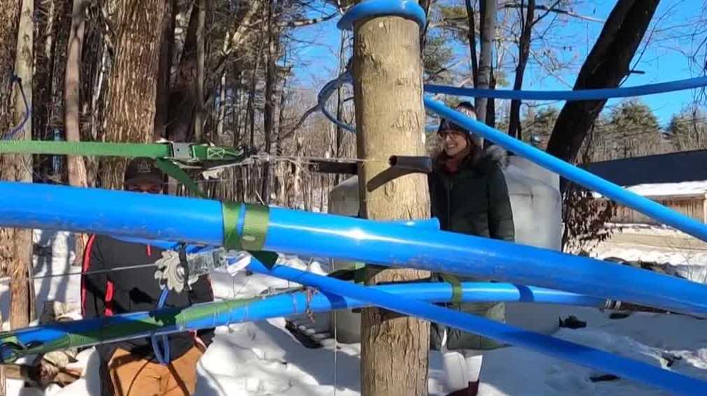 As local climate modifications, NH maple field could suffer