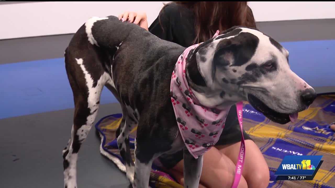 Great Dane named Harley at BARCS looking for new home