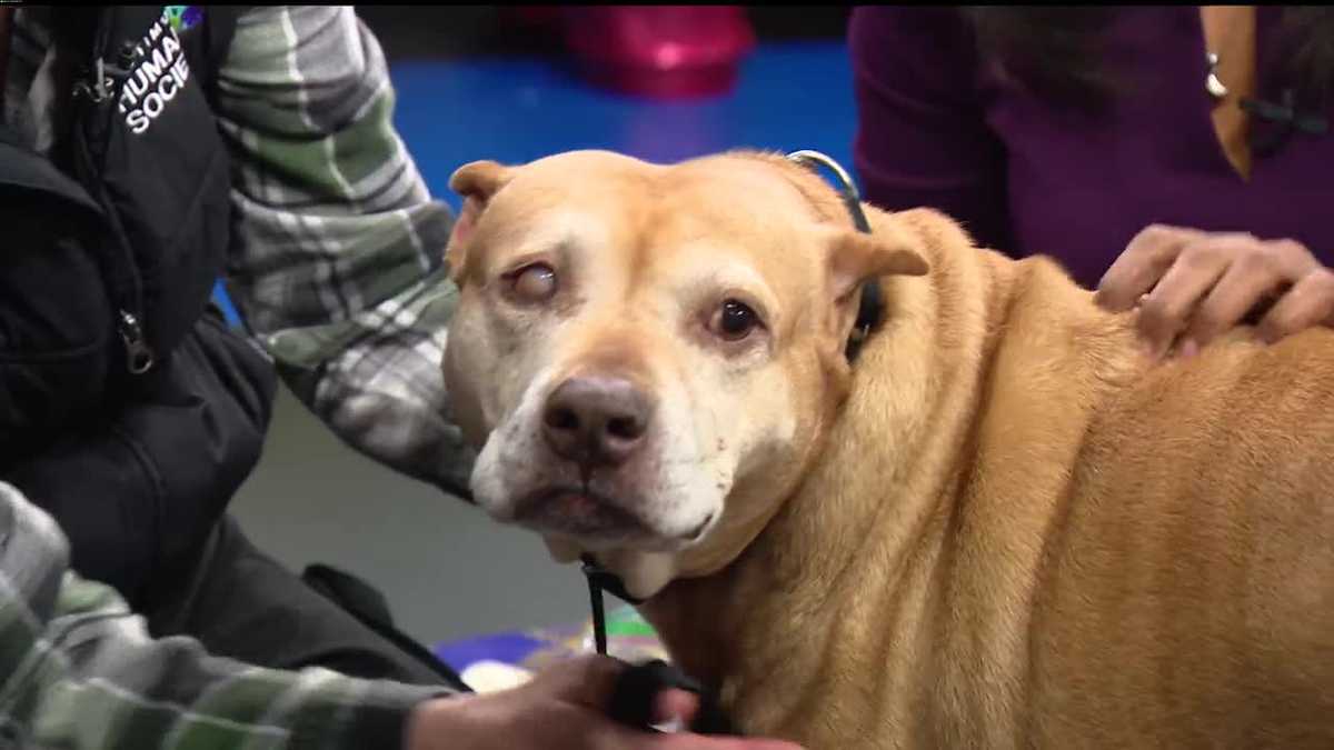 Gaia is sweet, sleepy, and looking for a new home at the Baltimore Humane Society