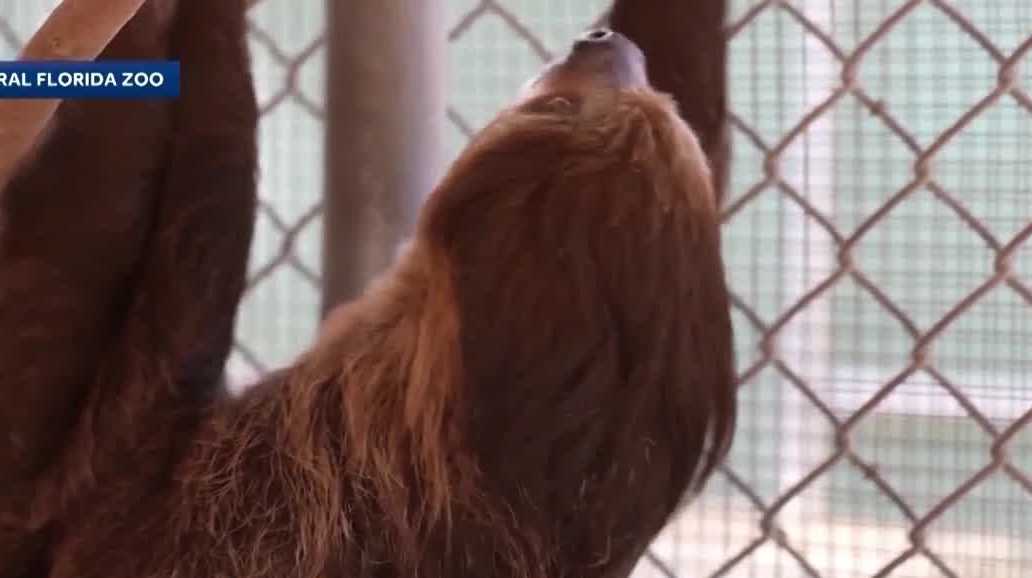 Necropsy reports on sloths bound for Sloth World Orlando released