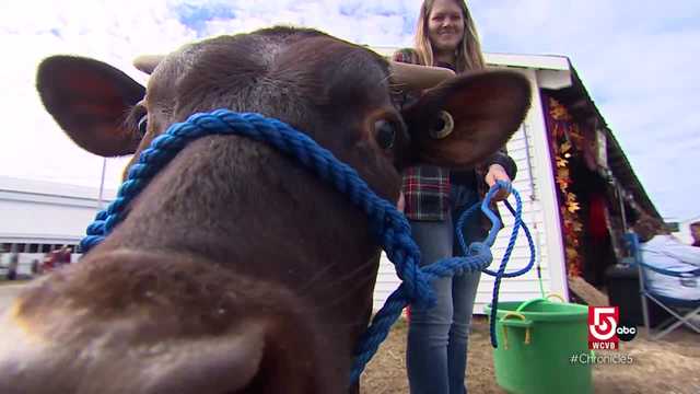 Farmers show off livestock and bakers compete at the Fryeburg Fair - Vimarsana News