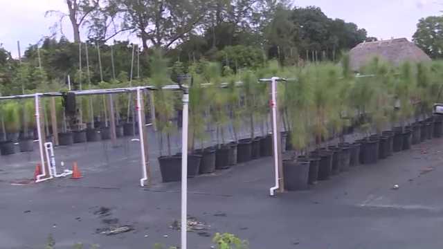Florida nursery provides free trees to community groups - Vimarsana News
