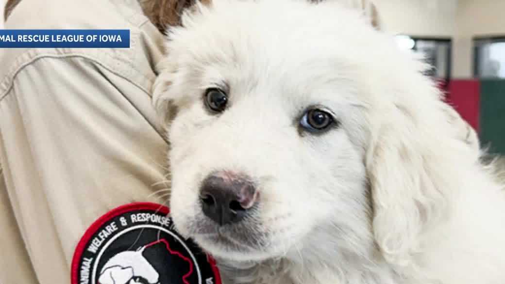 Animal Rescue League of Iowa rescues 23 dogs from neglect