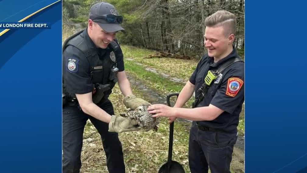 Officials in New London, New Hampshire, rescue owl