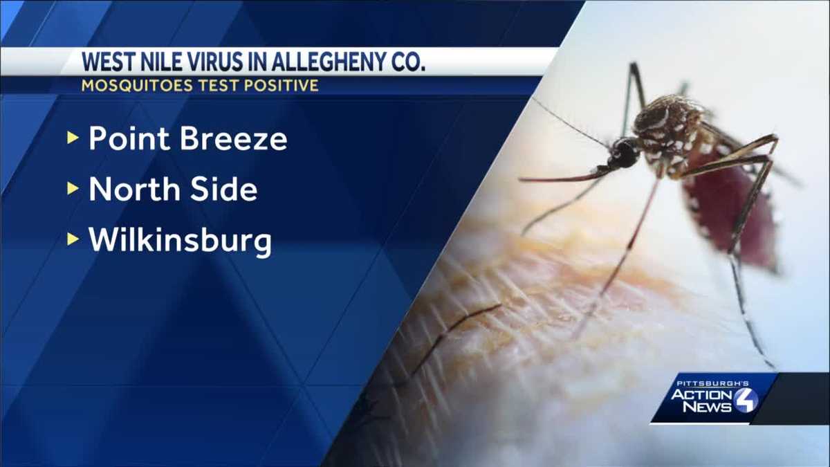 Mosquitoes collected in Pittsburgh, Wilkinsburg