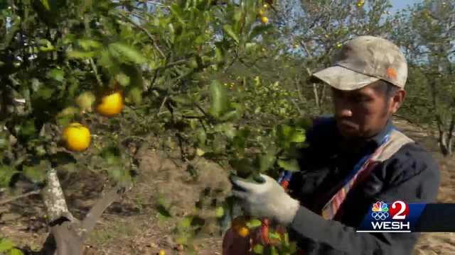 The visa program that allows foreign workers to fill agriculture jobs - Vimarsana News