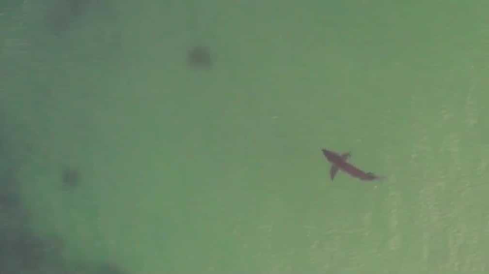 As summer nears peak, great white sharks travel through NH waters