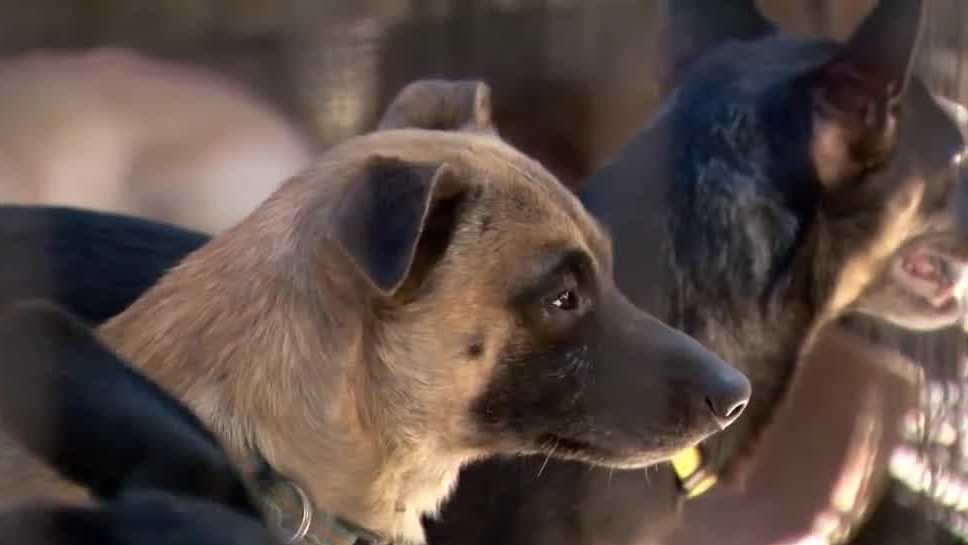 Modesto man scrambling to find homes for late neighbors' 29 dogs