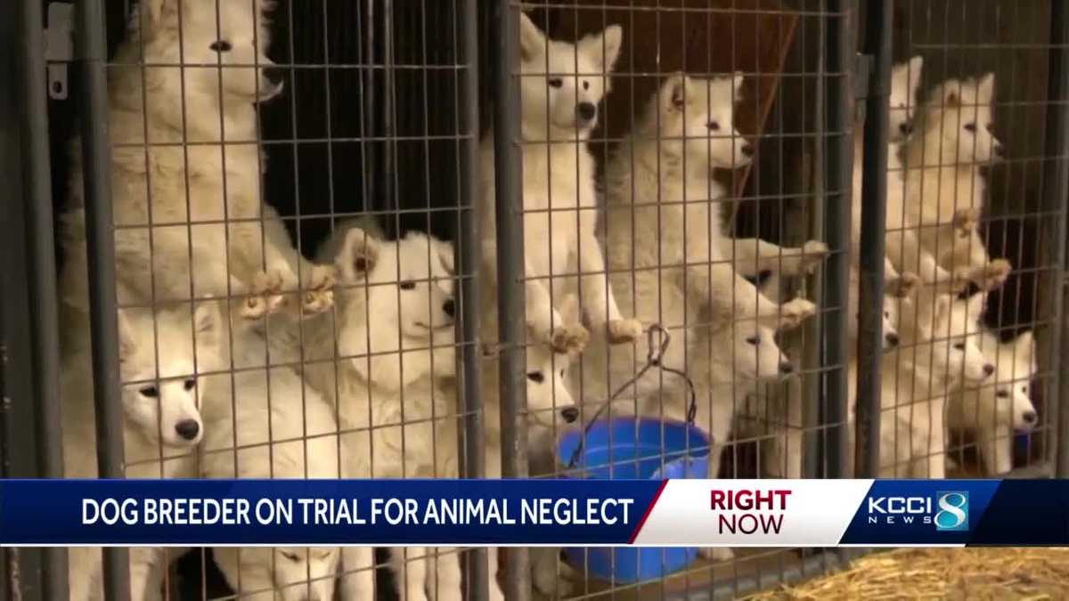 Iowa puppy mill operator sentenced to probation in neglect case