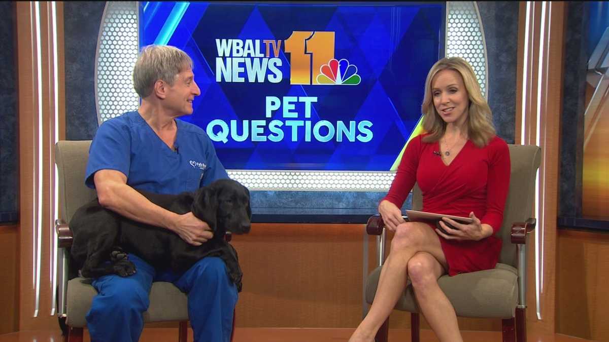 Pet Questions Animal health tips