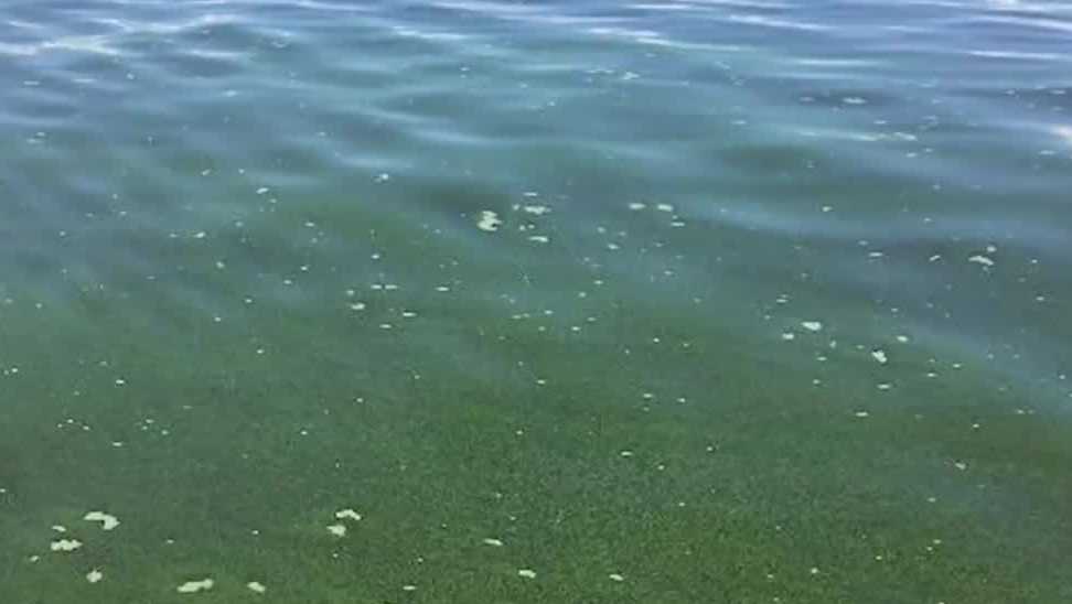 Experts monitor toxic blue green algae bloom in Lake Okeechobee