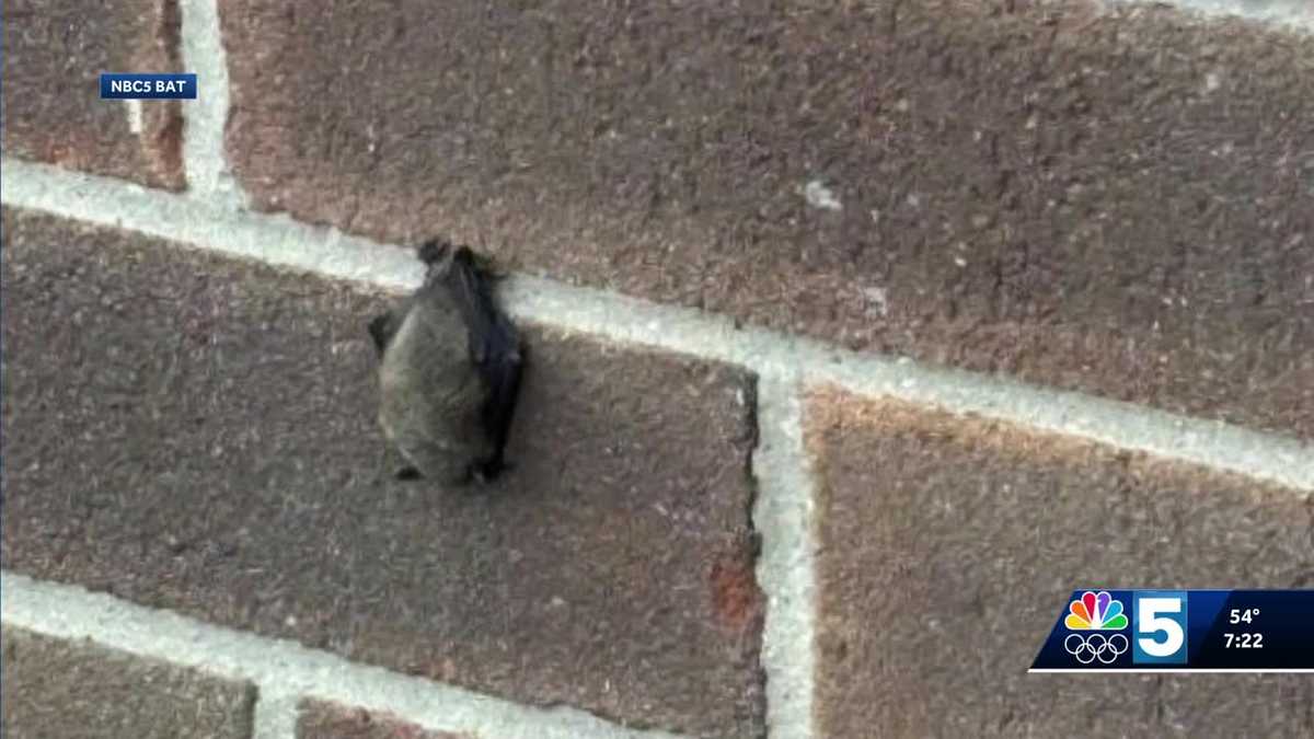Vermont Department of Health sees increase in bat activity this summer