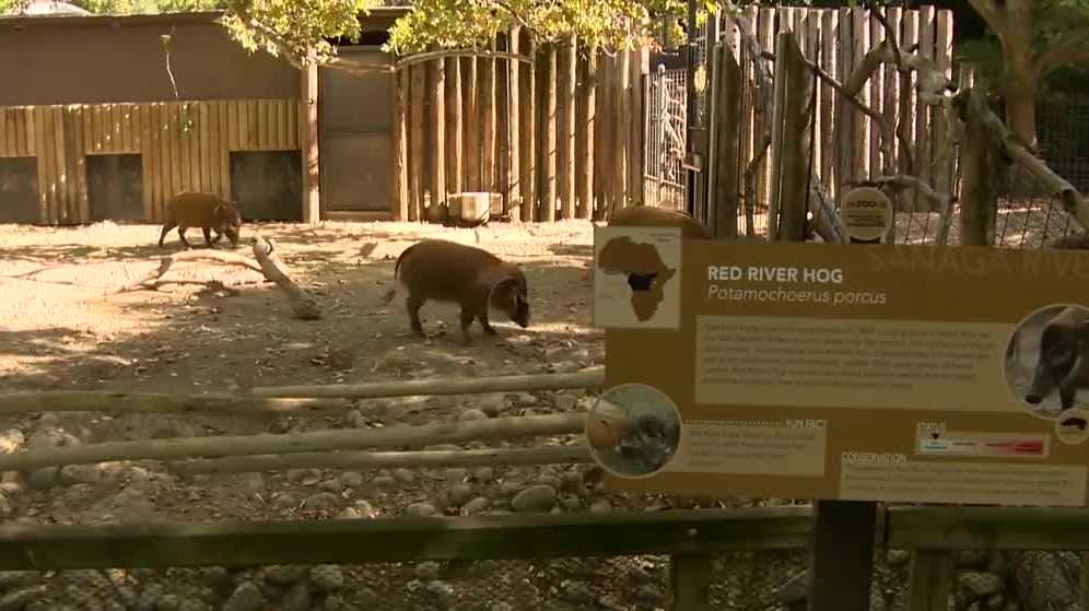 Sacramento Zoo to discuss relocation plans with city leaders