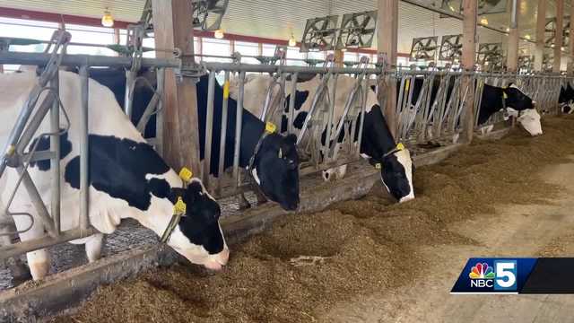 Rising temperatures could mean less milk production in dairy cows - Vimarsana News