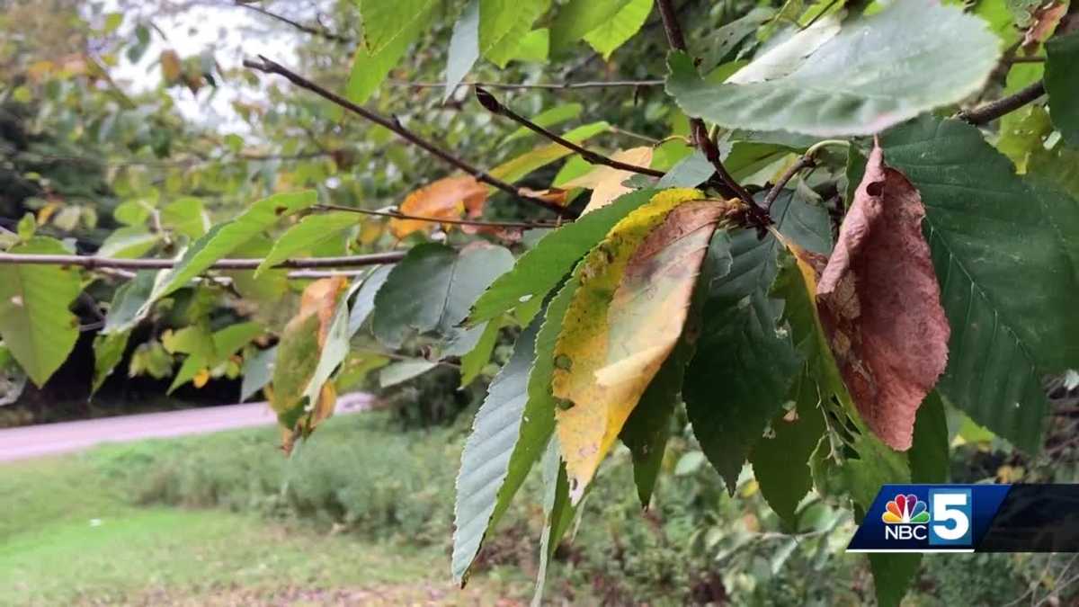Weather in the coming weeks to affect fall foliage in our region