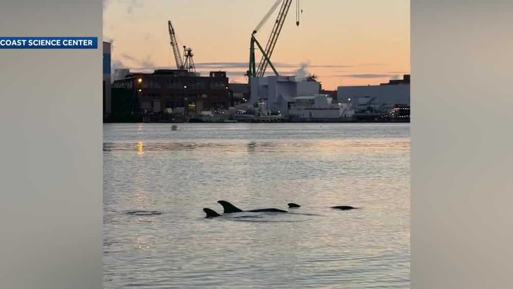 5 dolphins spotted in Piscataqua River in Portsmouth