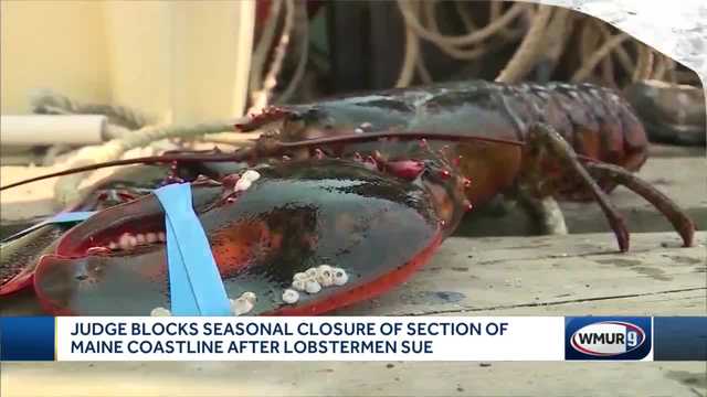 Lobstering restrictions off Maine coast paused after court ruling - Vimarsana News