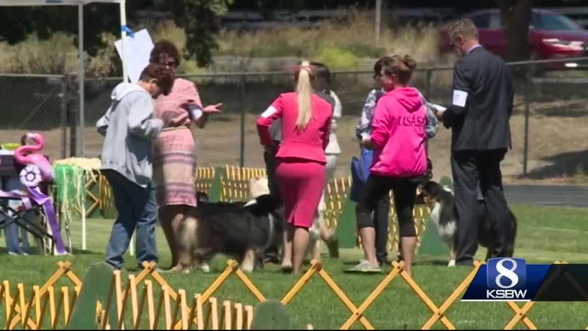 Del Monte Kennel Club dog show underway at Carmel Middle School