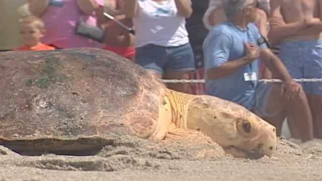 'Dusty' released back into the ocean