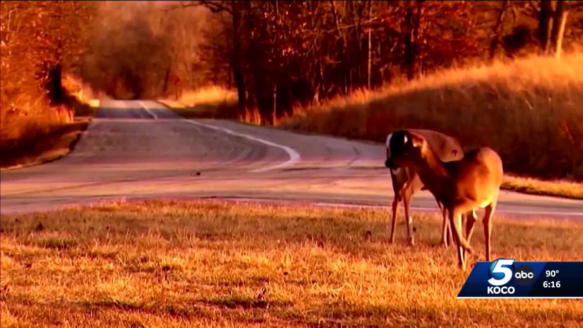 Deer rutting season in Oklahoma increases risk of road accidents