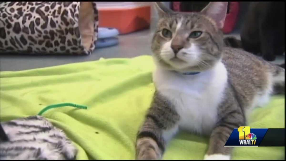 Maryland passes two animal laws, one banning cat declawing