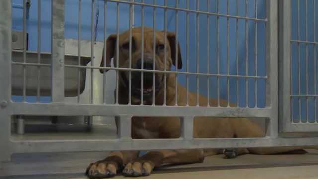 Orange County Animal Services sees spike in surrendered pets