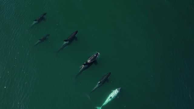 Watch: Rare all white killer whale in Monterey Bay, California - Vimarsana News