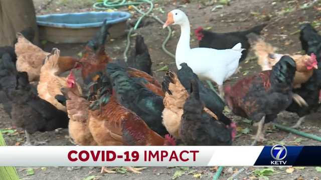 Making end's "meet": high poultry prices threaten livelihoods - Vimarsana News