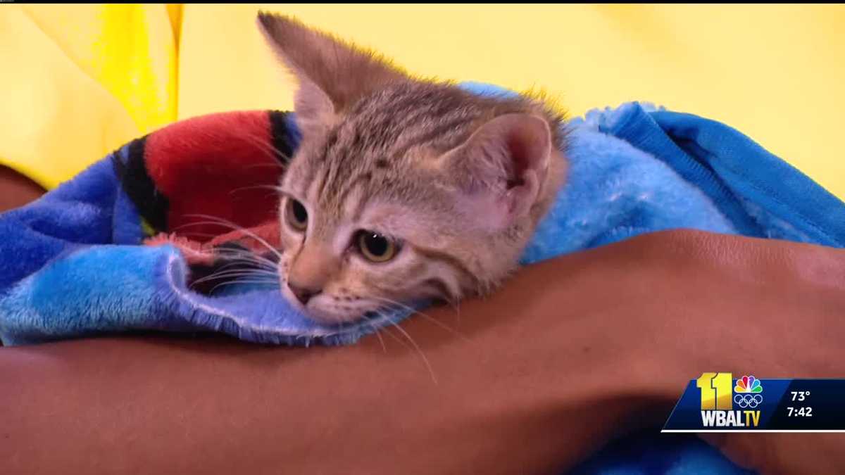 Meet Eve: a sweet kitten ready for adoption at the Baltimore Humane Society