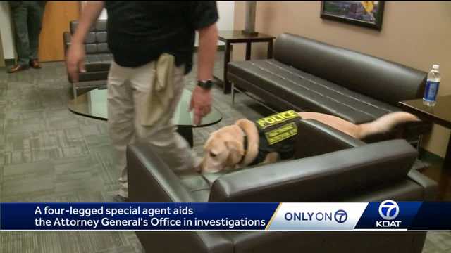 A four-legged special agent aids the attorney general's office in child pornography investigations - Vimarsana News