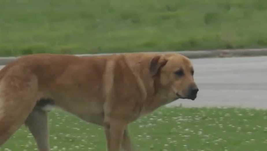 Sylacauga city council goes back to the drawing board on stray dog plan after public backlash