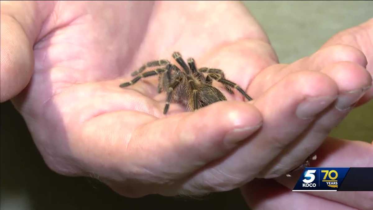 Edmond man wants residents to call him before killing spiders