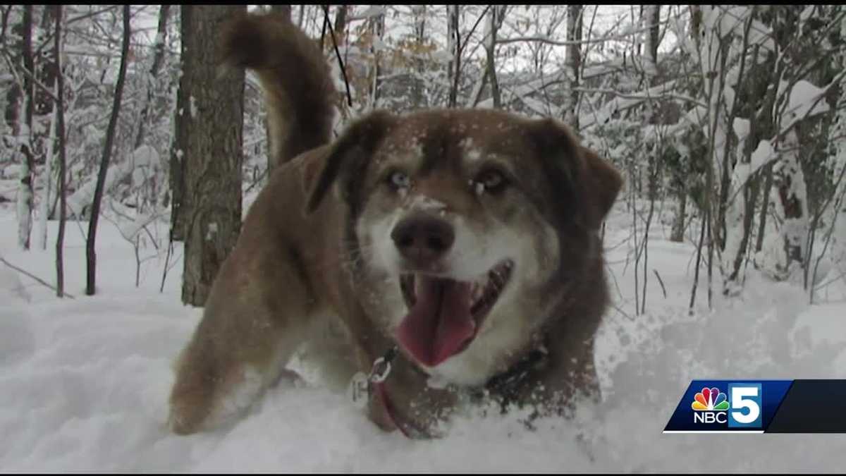 Dog mistaken for coyote shot & killed