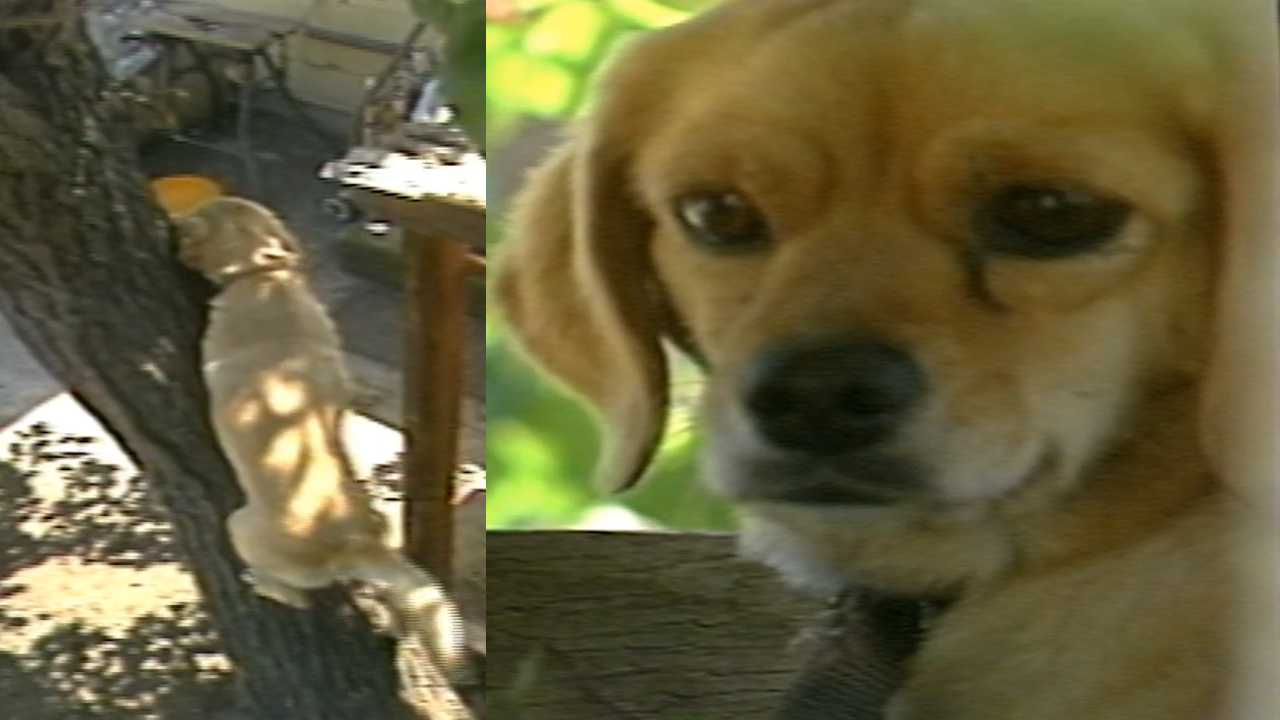 RETRO FIND: This dog didn’t just bark up trees, she climbed them WLWT